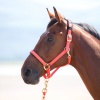 SHIRES Недоуздок "Topaz", FULL, оранжевый